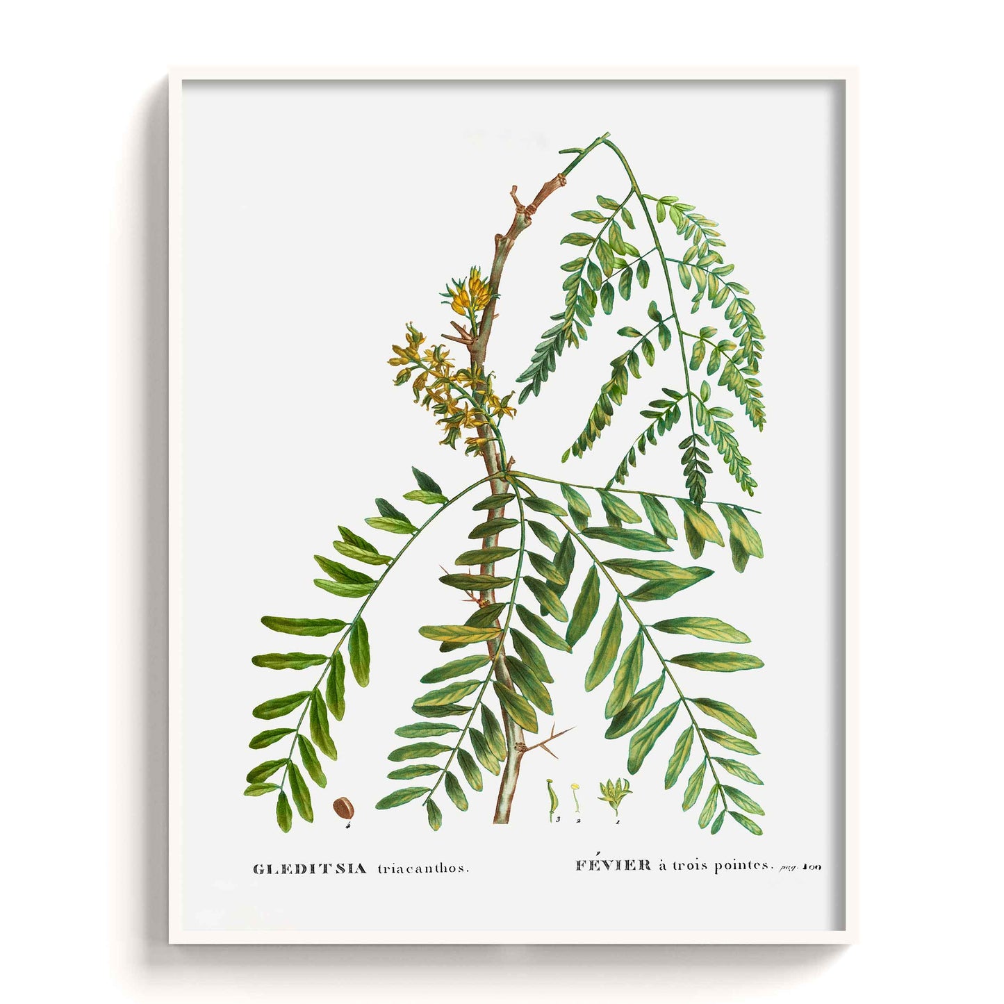 Botanicals - The Manify