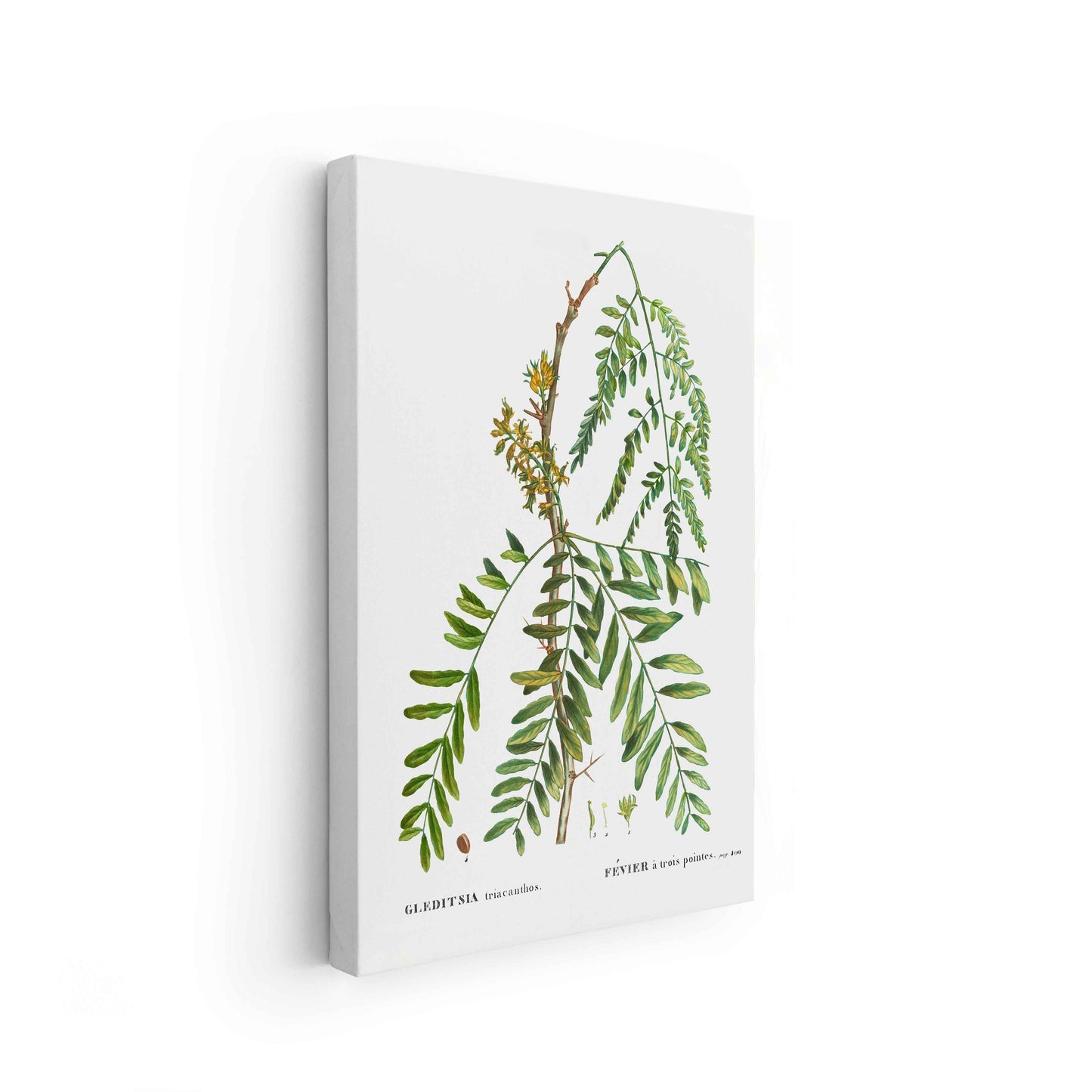 Botanicals - The Manify