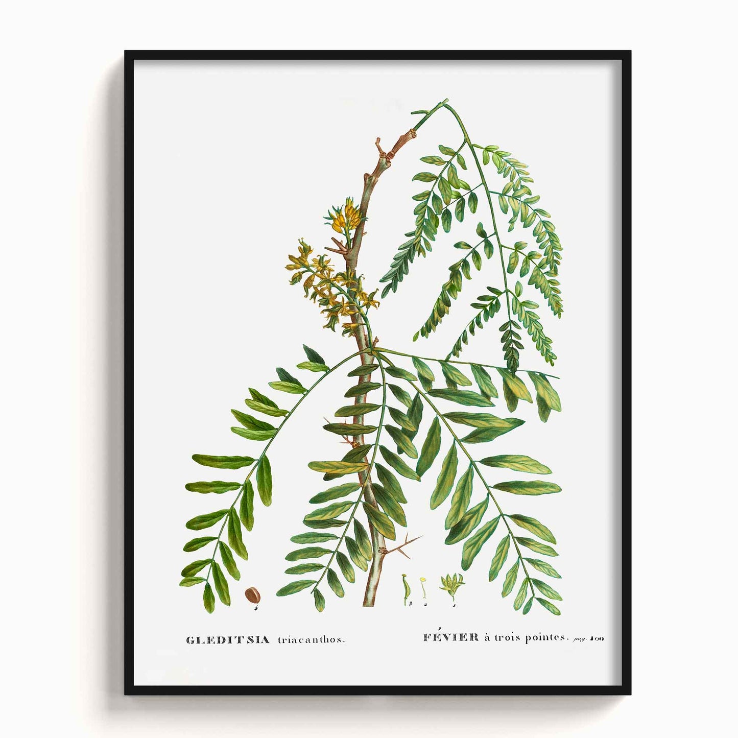 Botanicals - The Manify