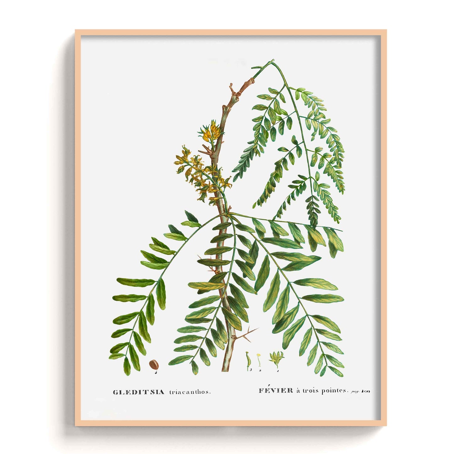 Botanicals - The Manify