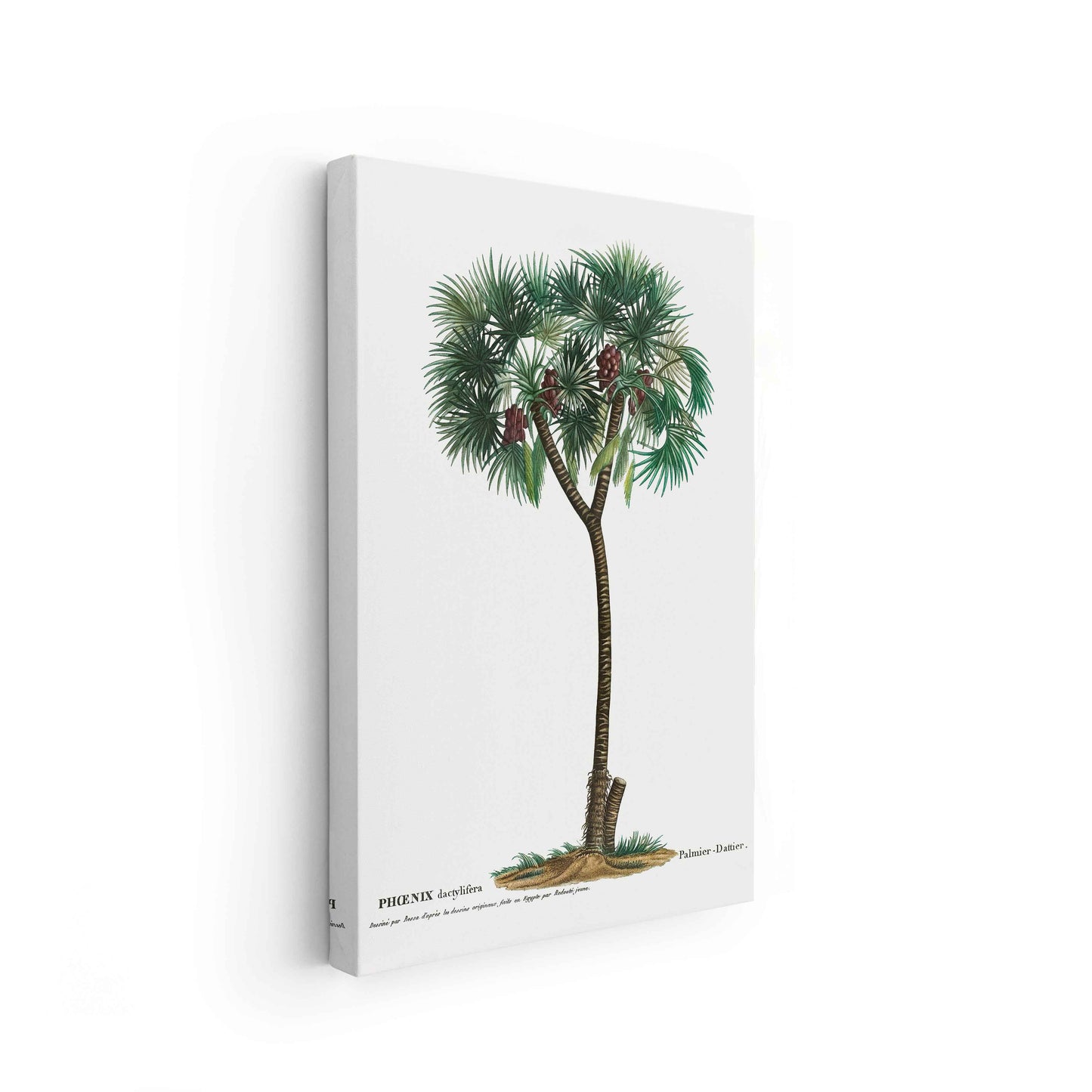 Botanicals - The Manify