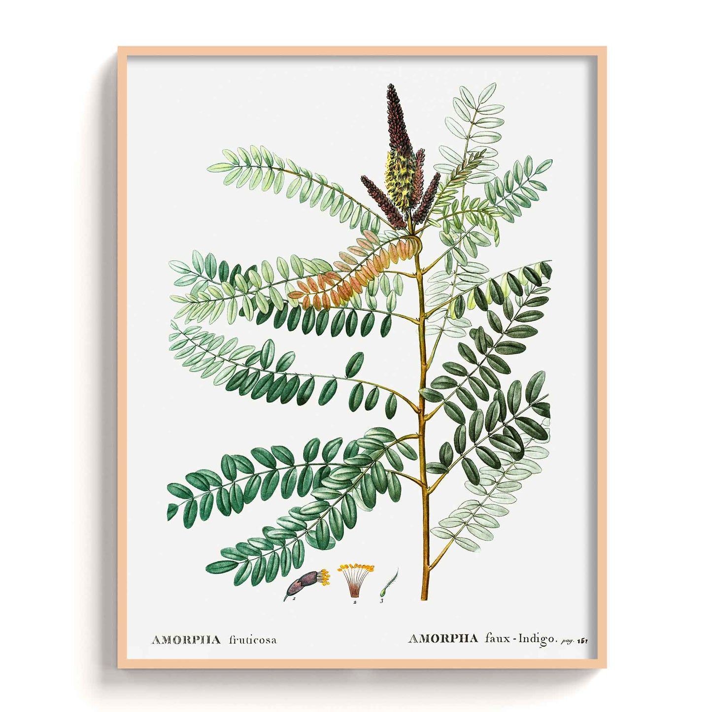 Botanicals - The Manify