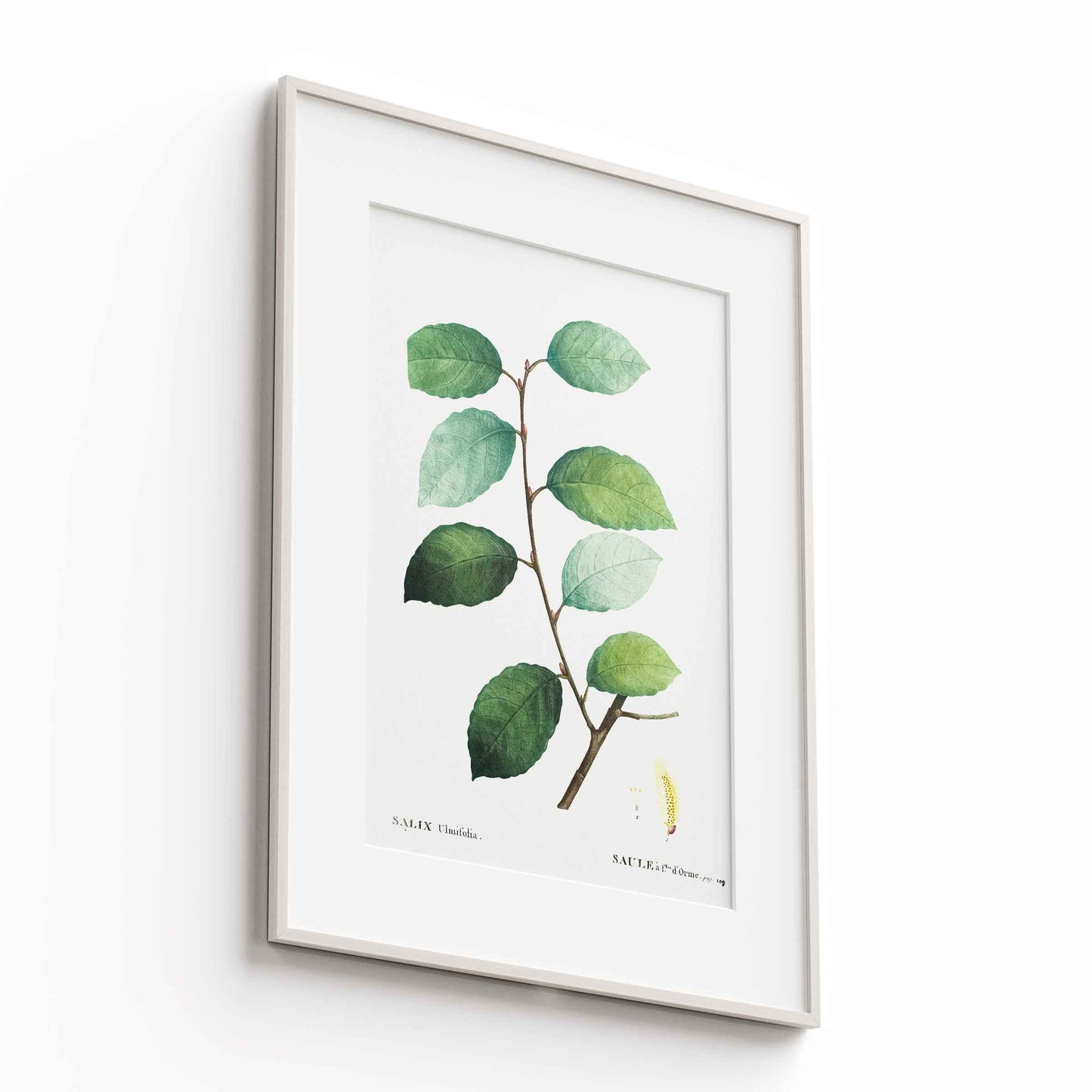Botanicals - The Manify