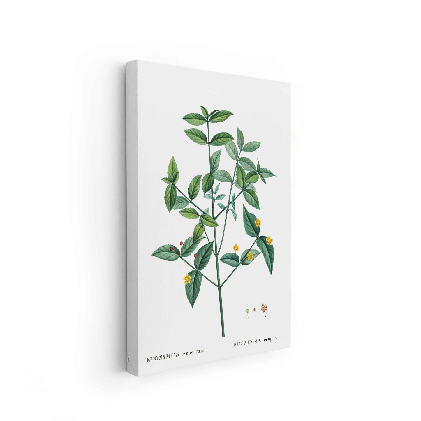 Botanicals - The Manify