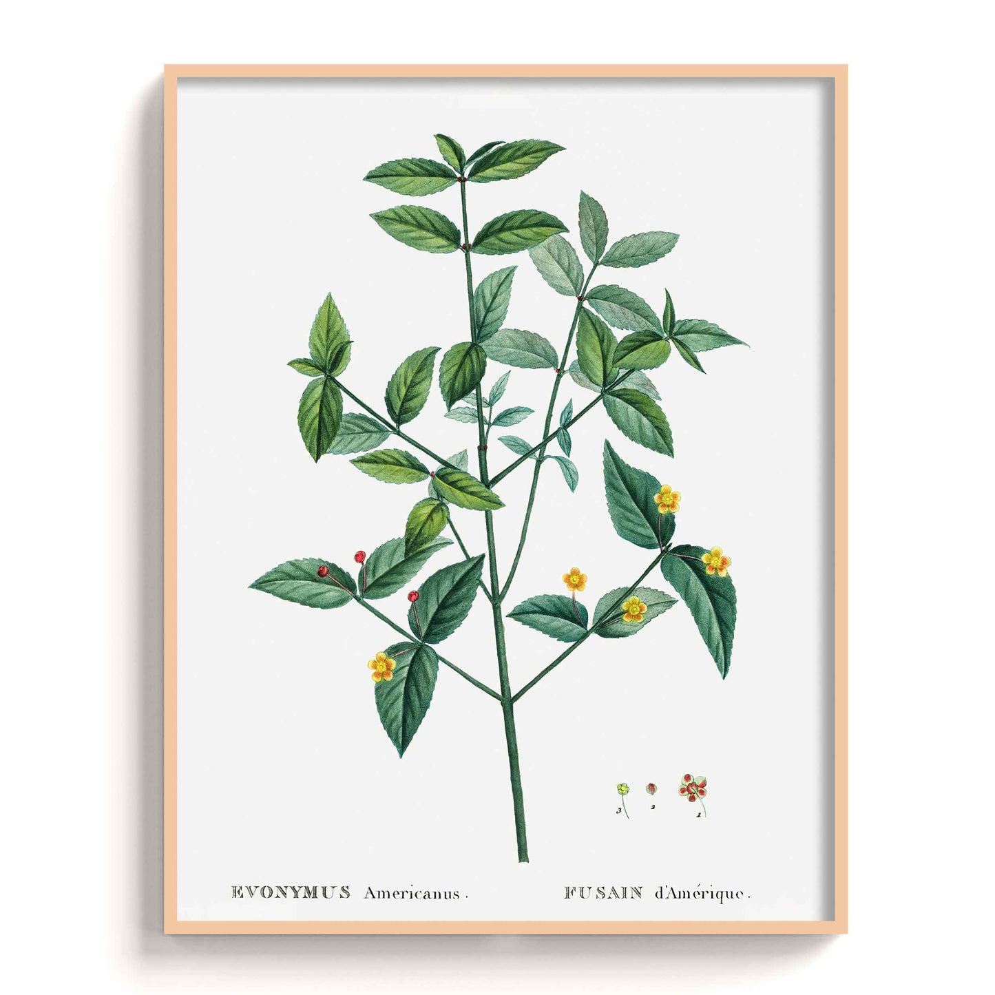 Botanicals - The Manify