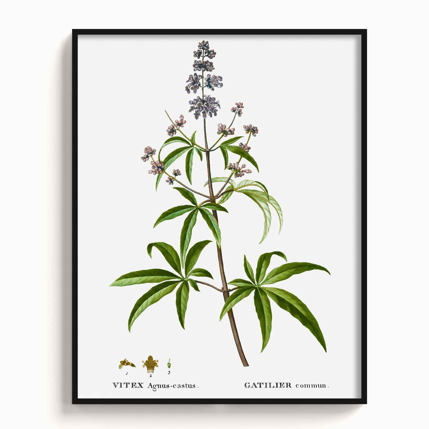 Botanicals - The Manify