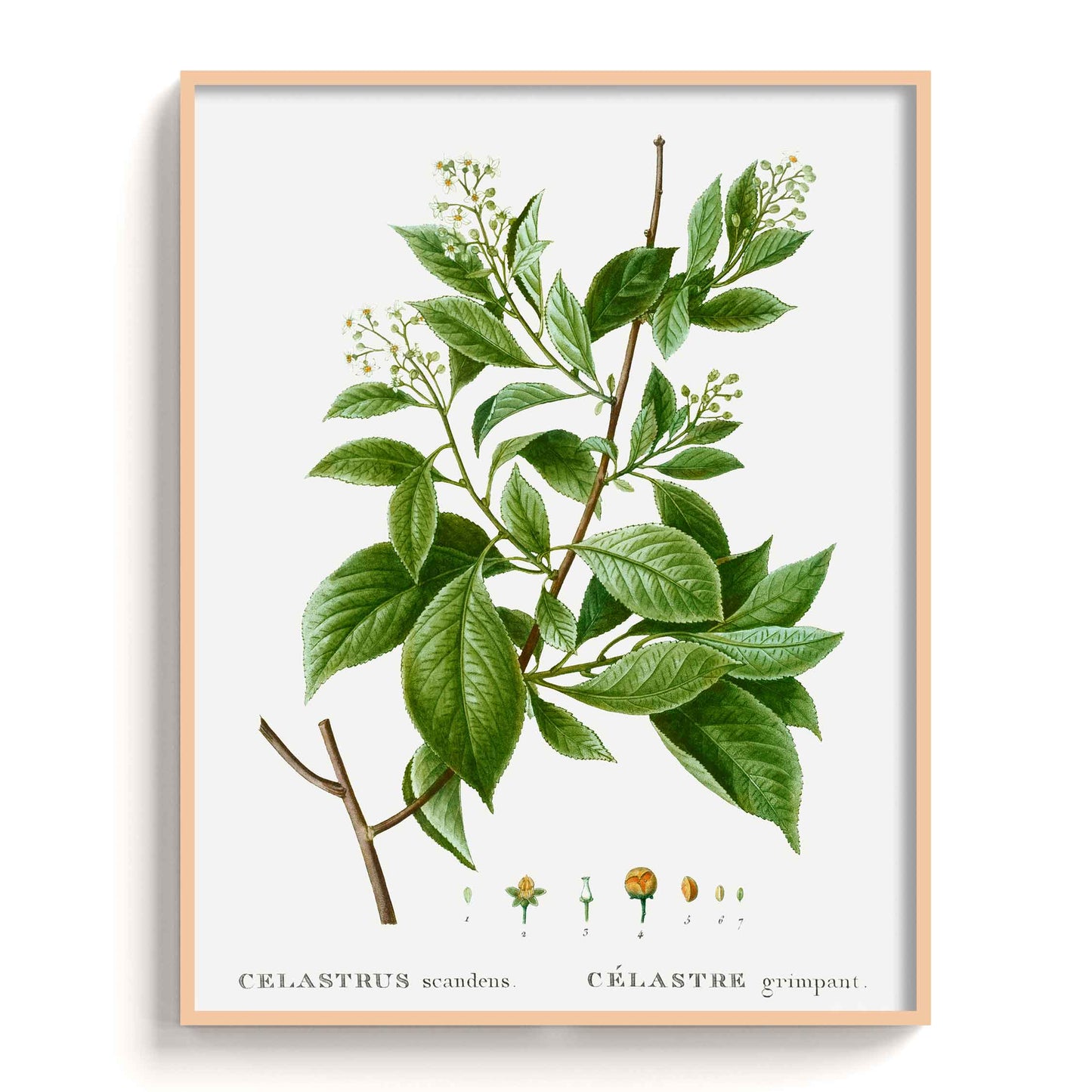Botanicals - The Manify