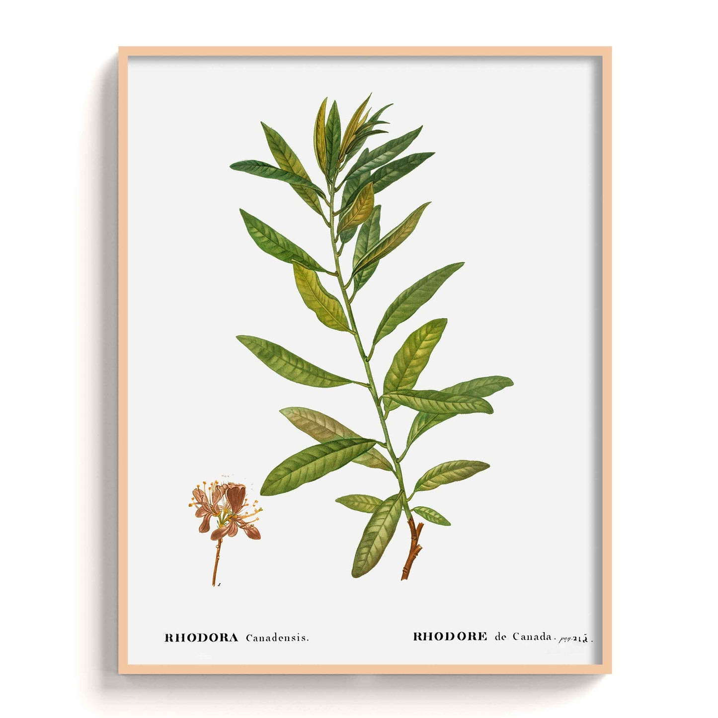 Botanicals - The Manify