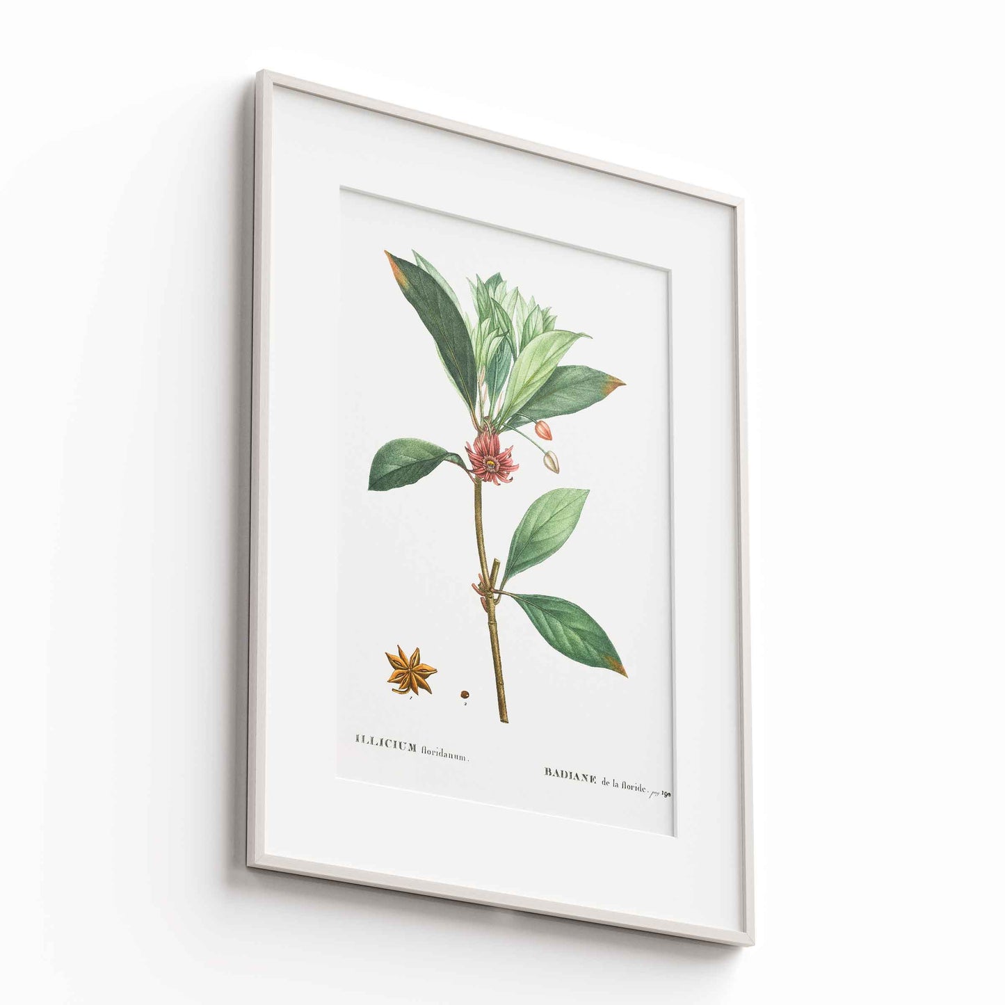 Botanicals - The Manify