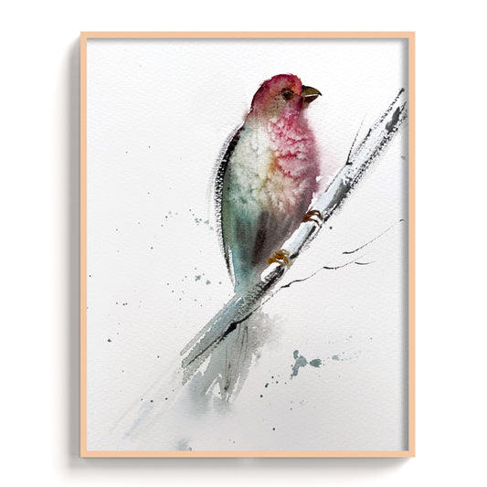 Birds-VII - The Manify