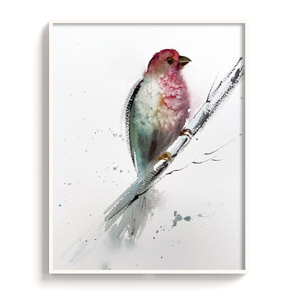 Birds-VII - The Manify