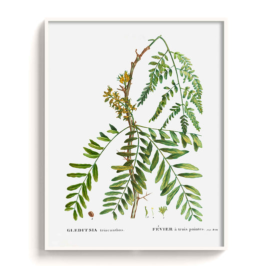 Botanicals - The Manify