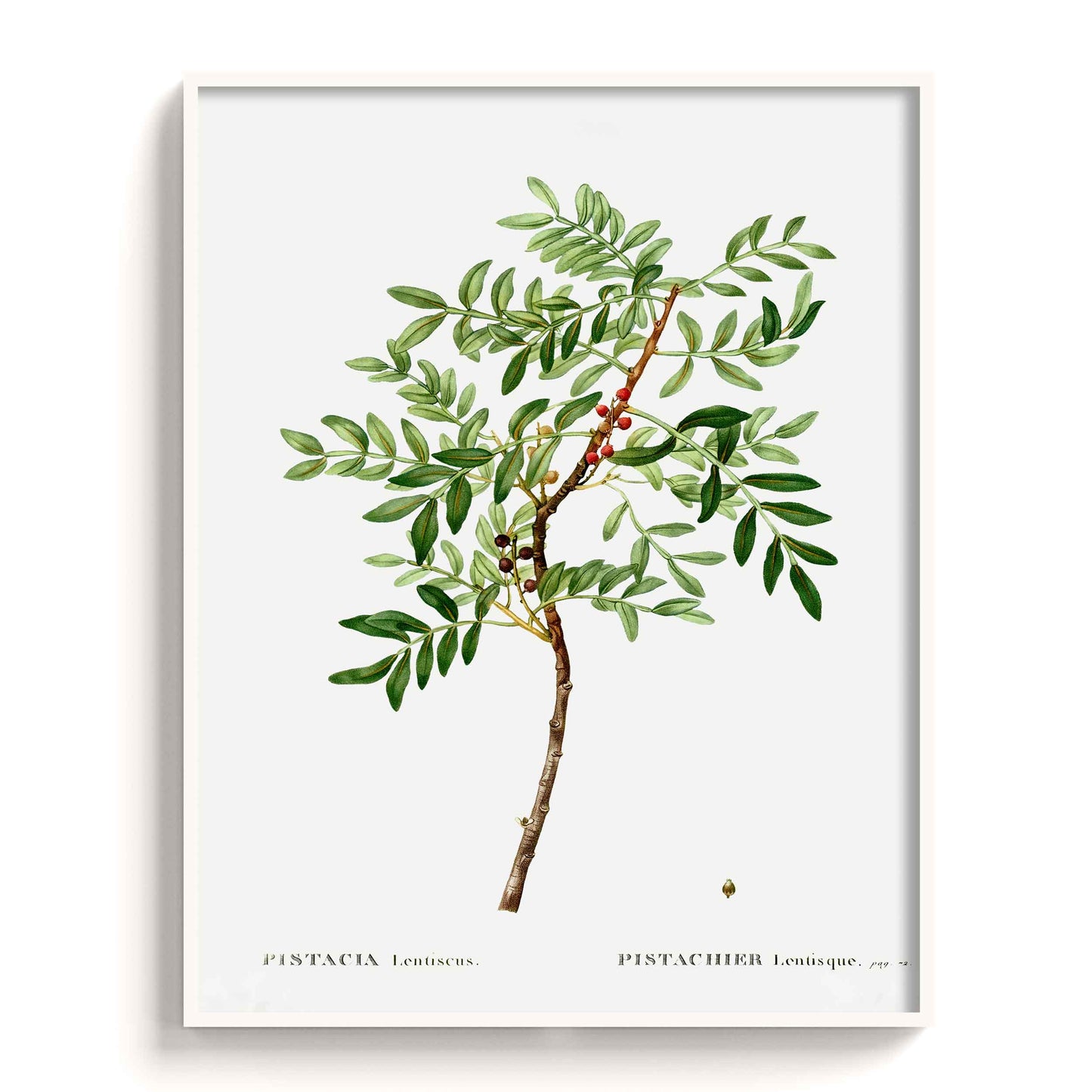 Botanicals - The Manify