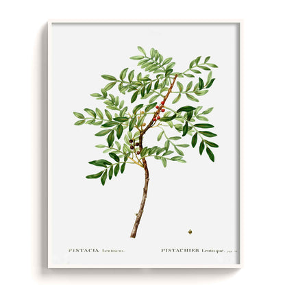 Botanicals - The Manify