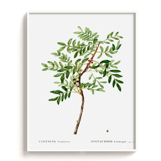 Botanicals - The Manify