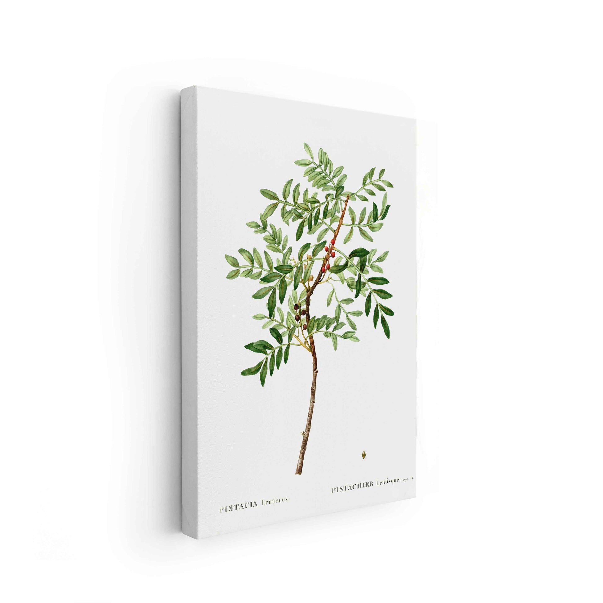 Botanicals - The Manify