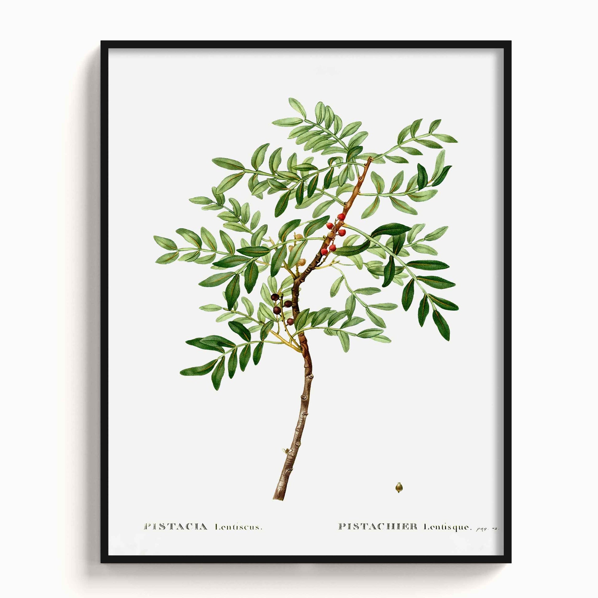 Botanicals - The Manify