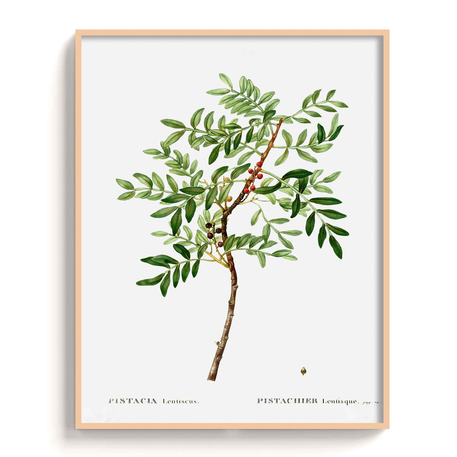 Botanicals - The Manify