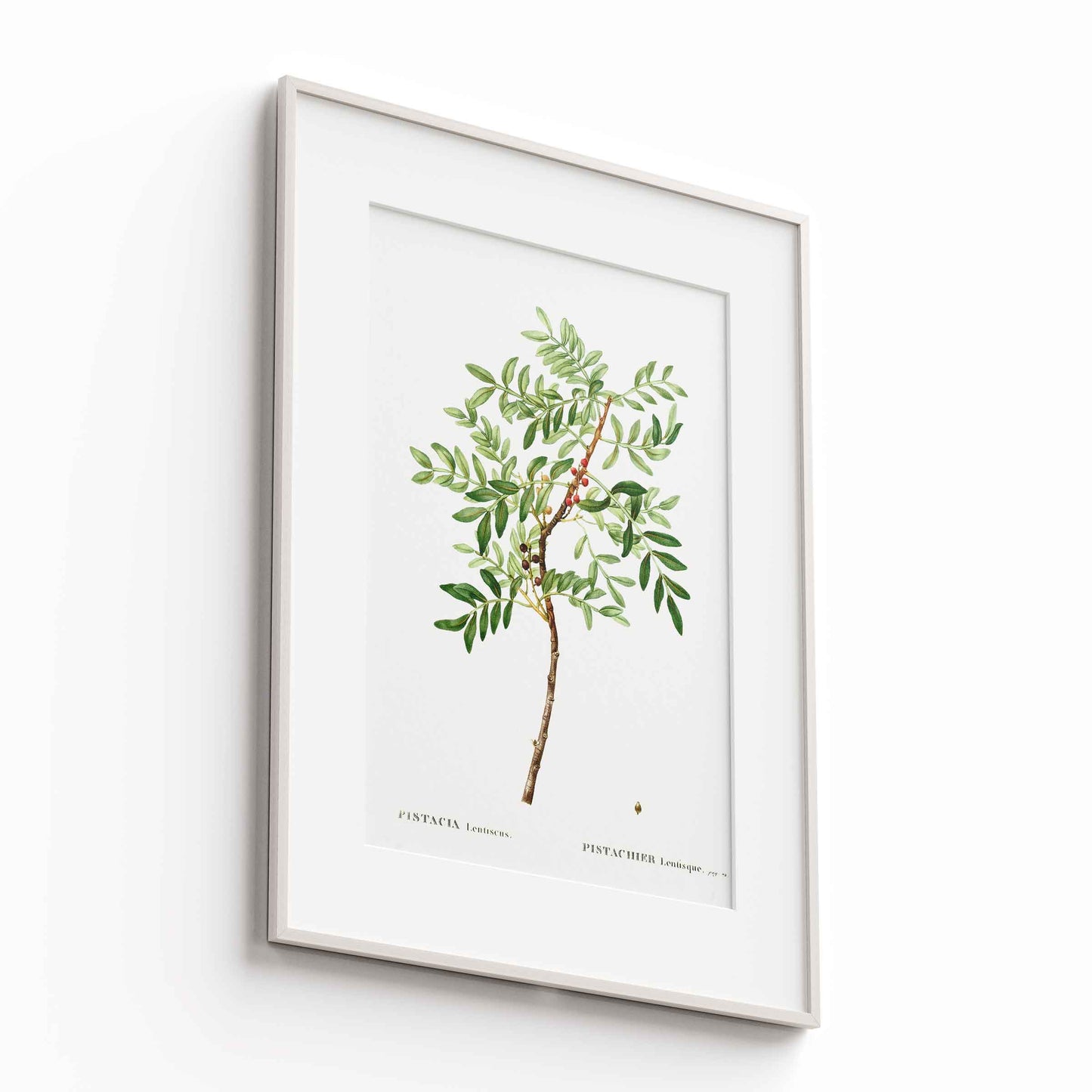 Botanicals - The Manify