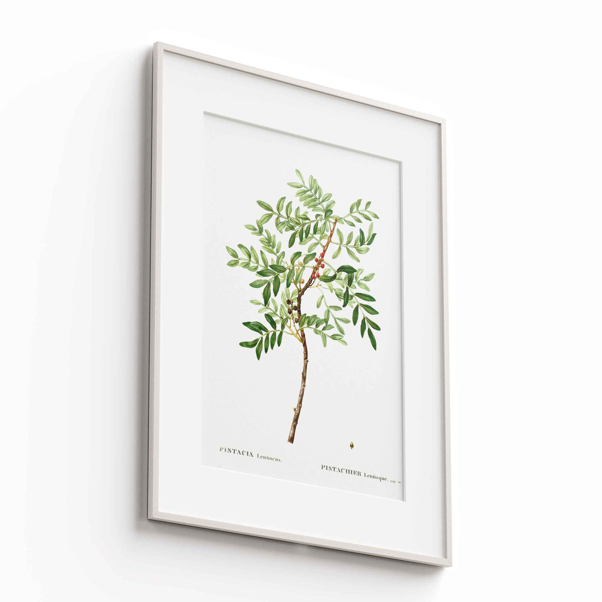 Botanicals - The Manify