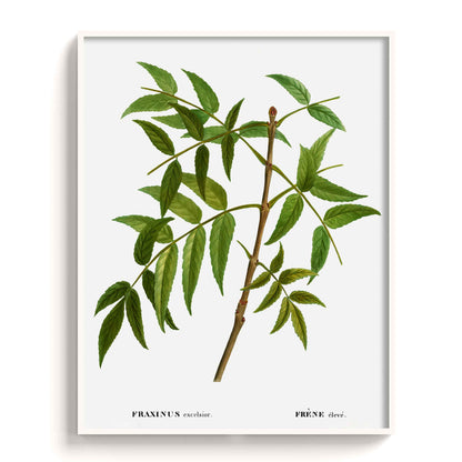 Botanicals - The Manify