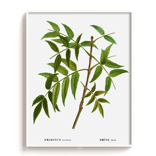 Botanicals - The Manify