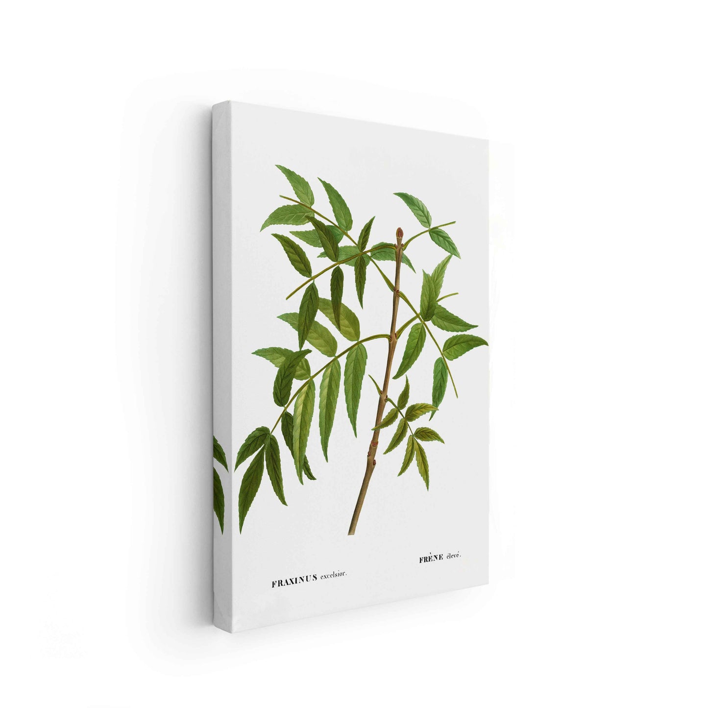 Botanicals - The Manify
