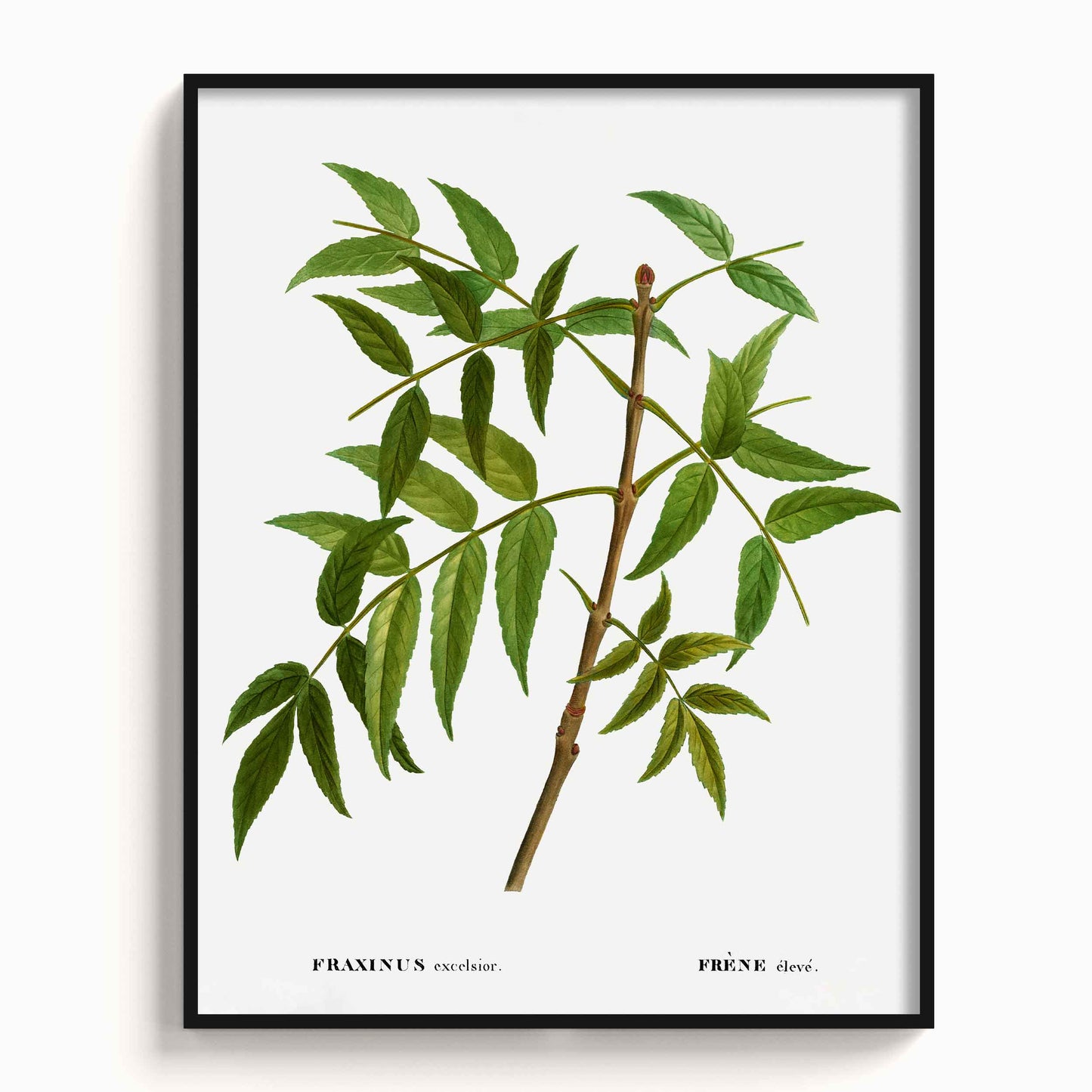 Botanicals - The Manify