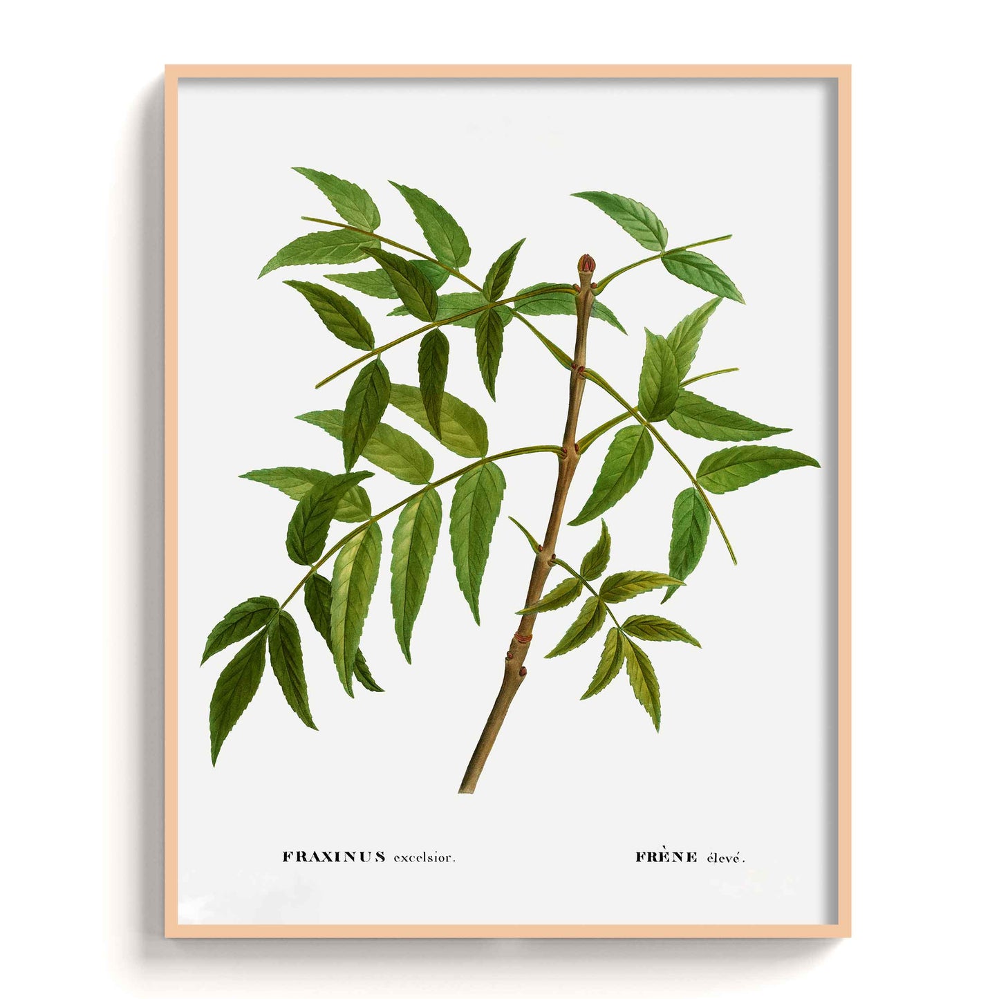 Botanicals - The Manify