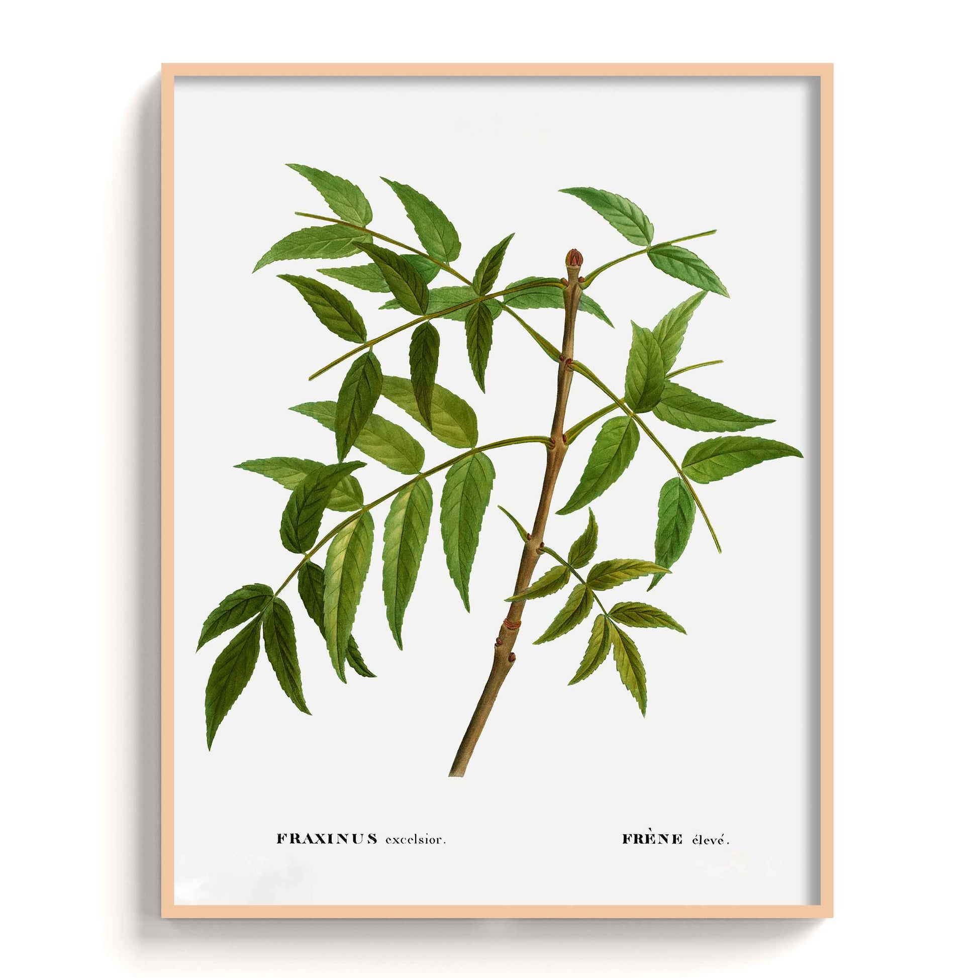 Botanicals - The Manify