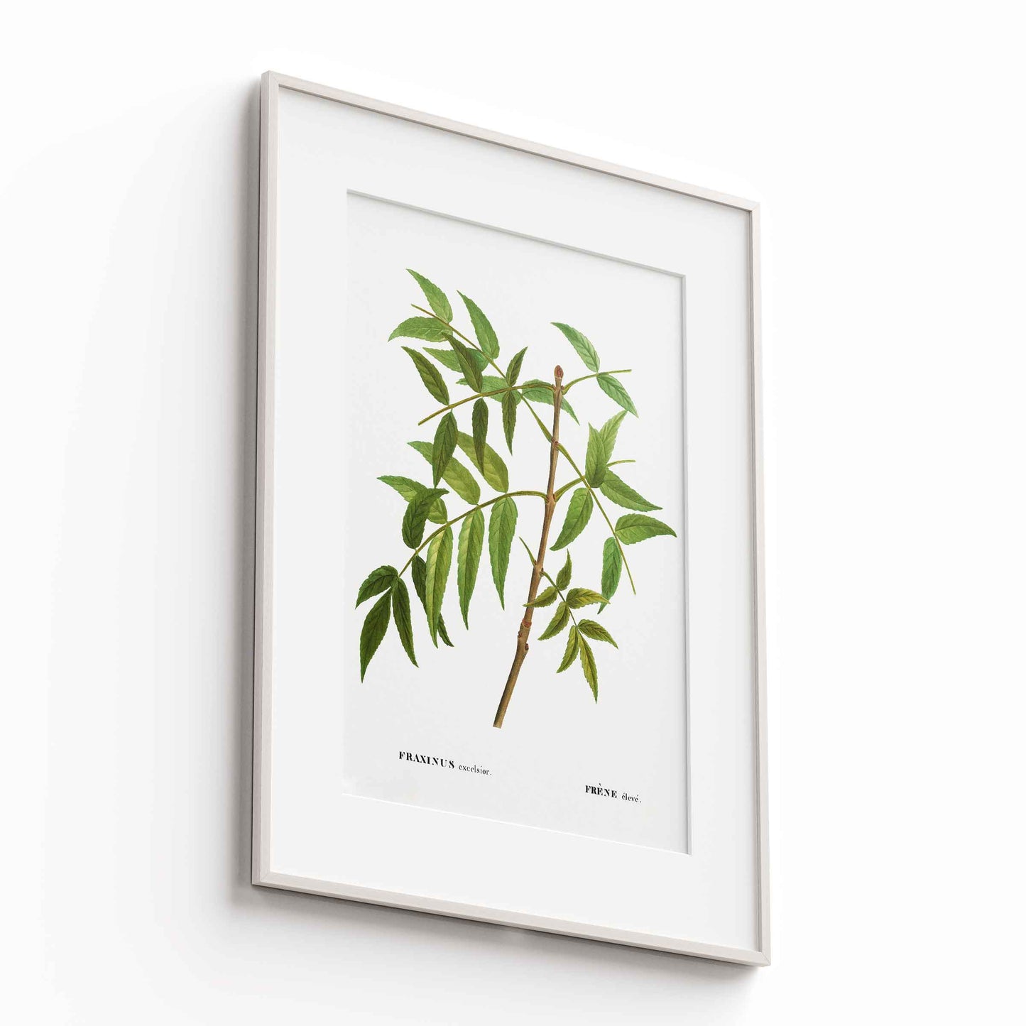 Botanicals - The Manify