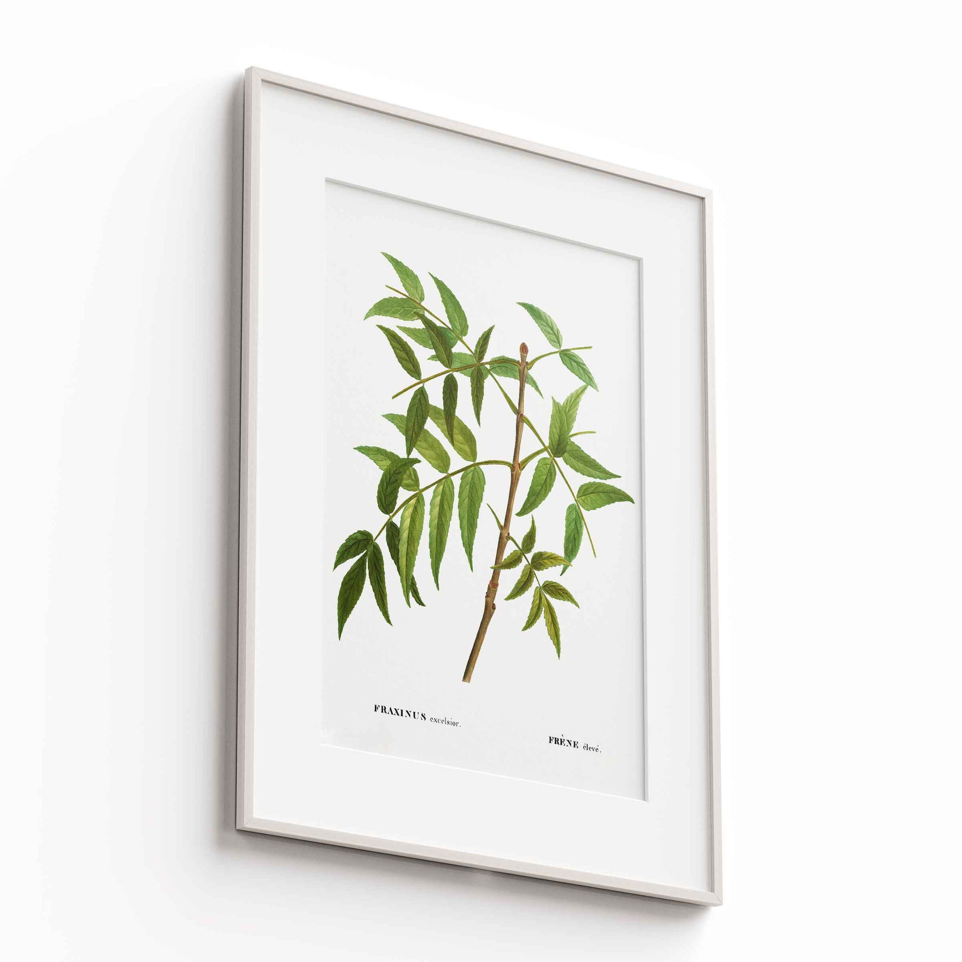 Botanicals - The Manify