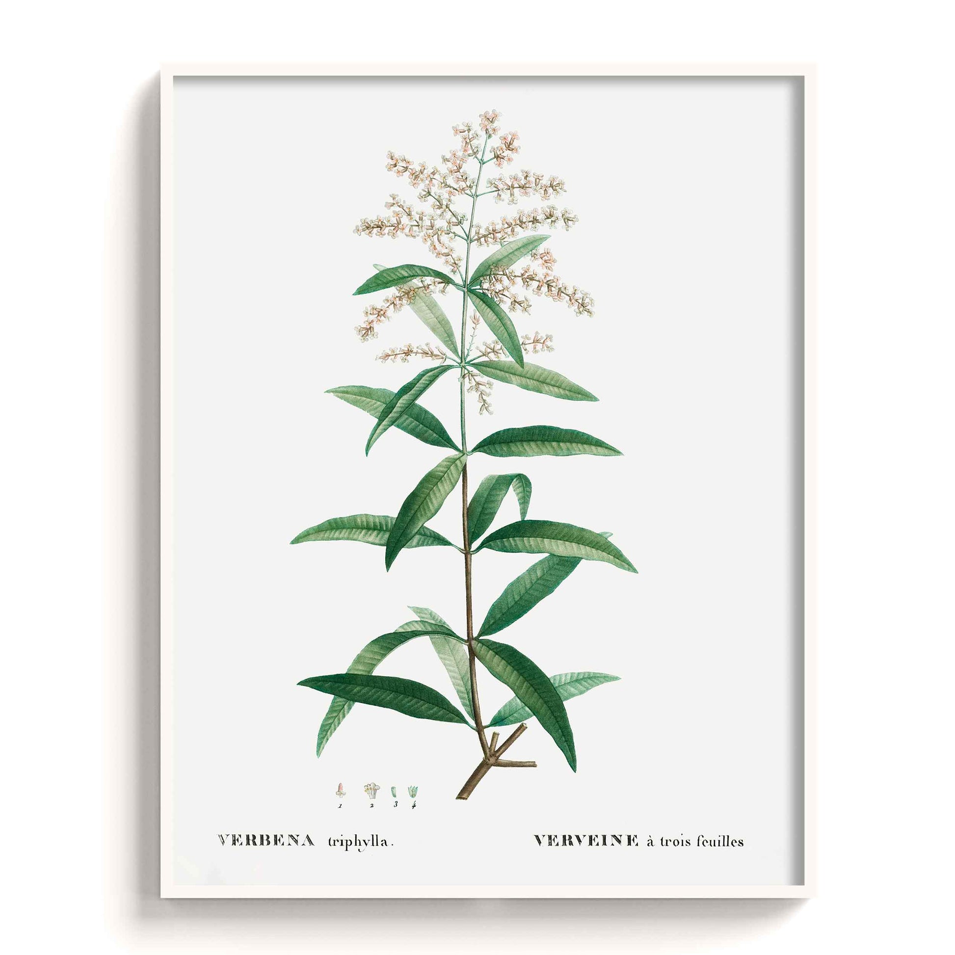 Botanicals - The Manify