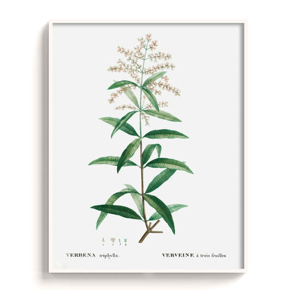 Botanicals - The Manify