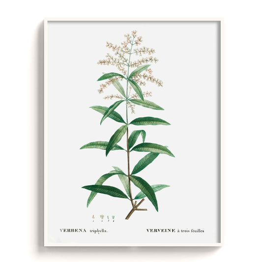 Botanicals - The Manify