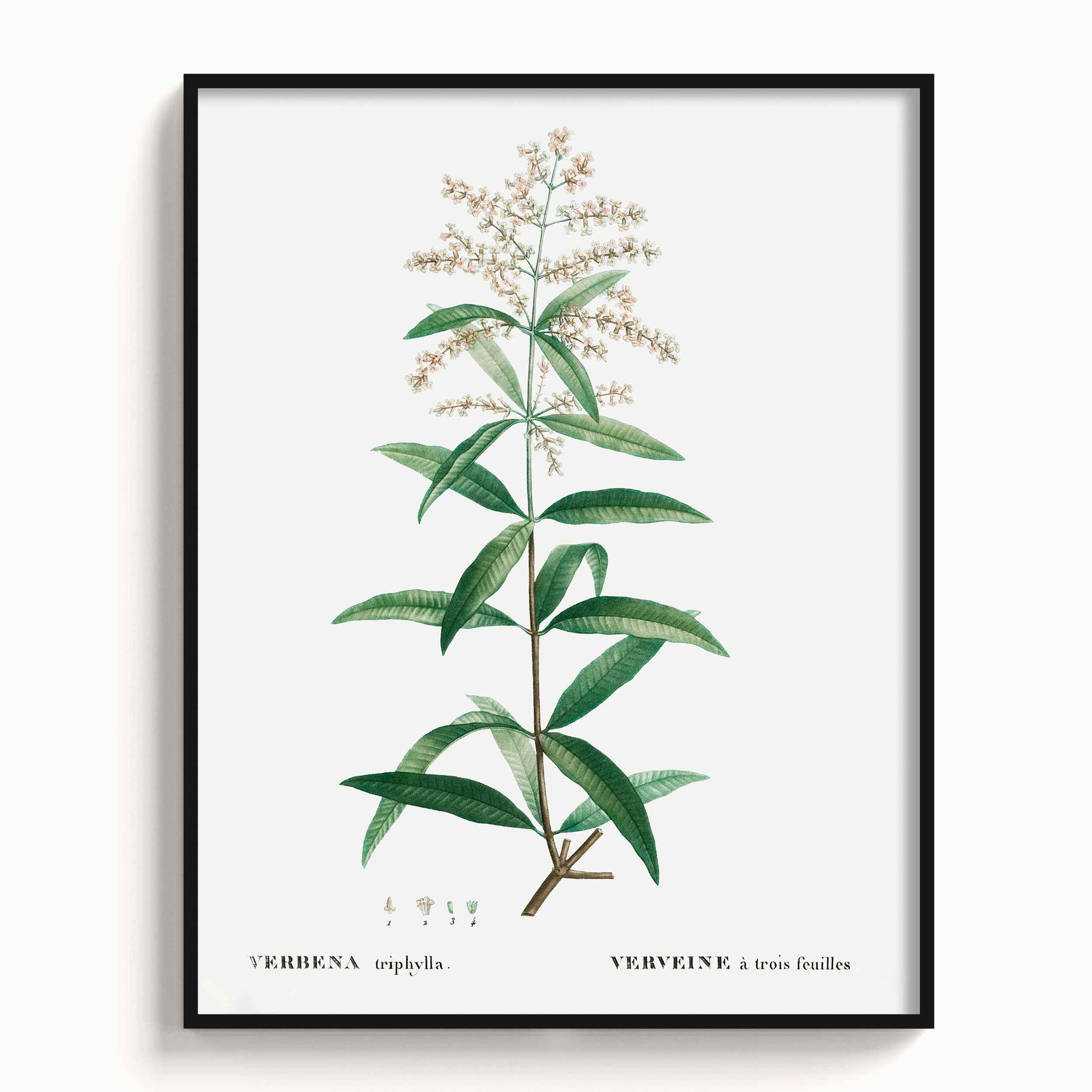 Botanicals - The Manify