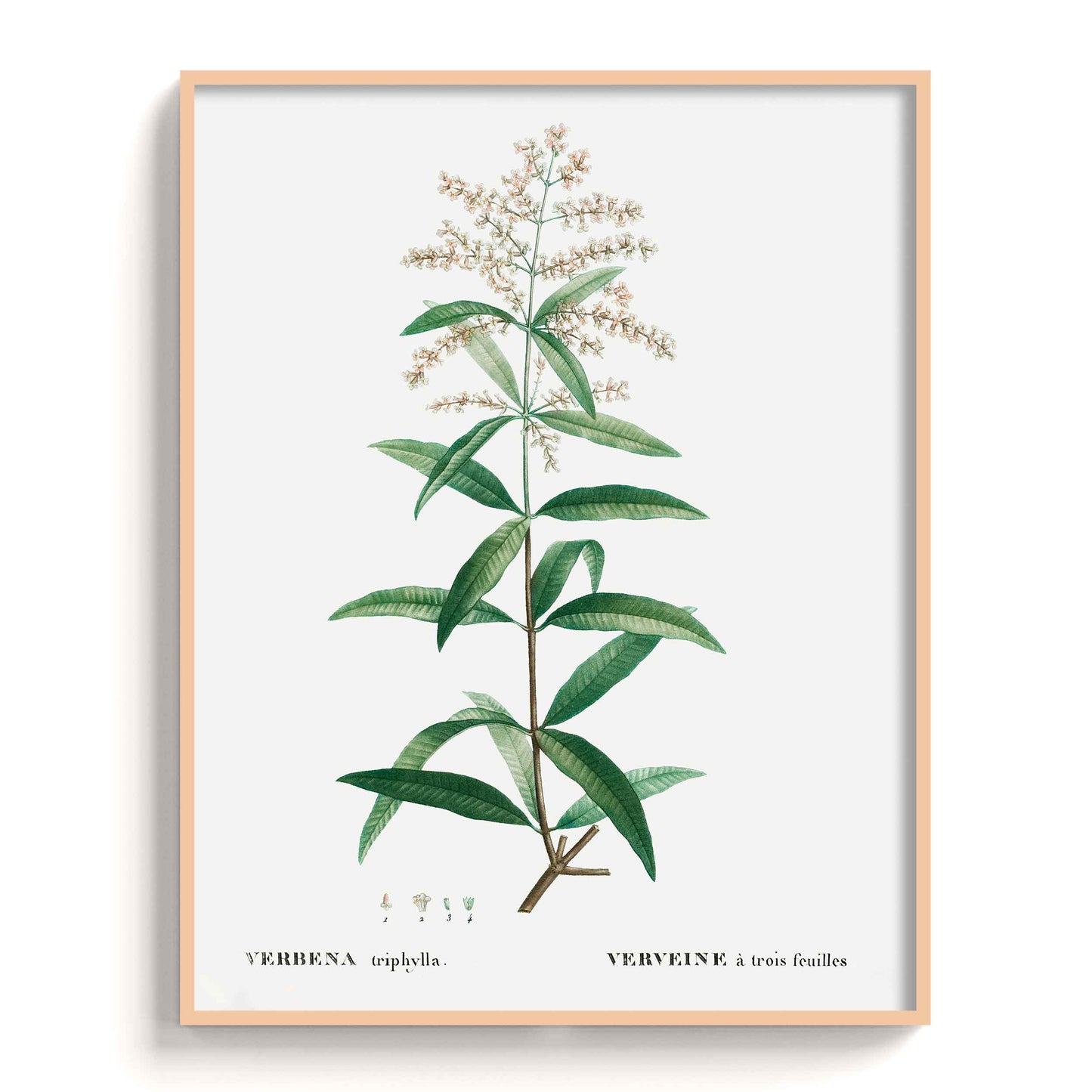 Botanicals - The Manify