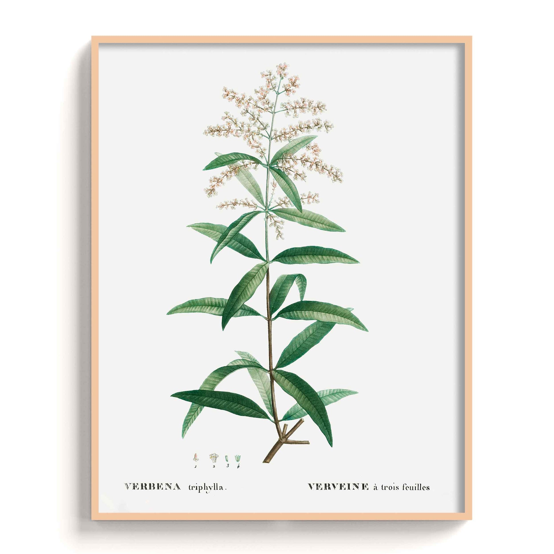Botanicals - The Manify