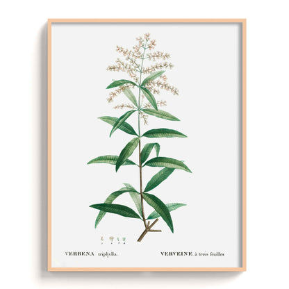 Botanicals - The Manify