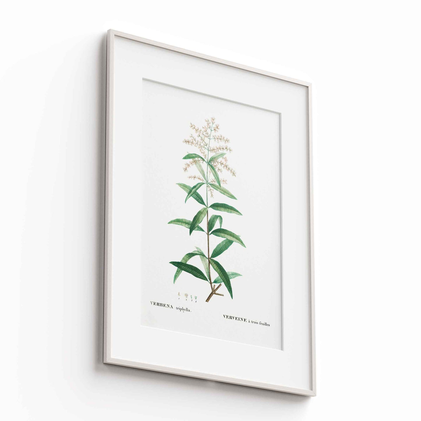 Botanicals - The Manify