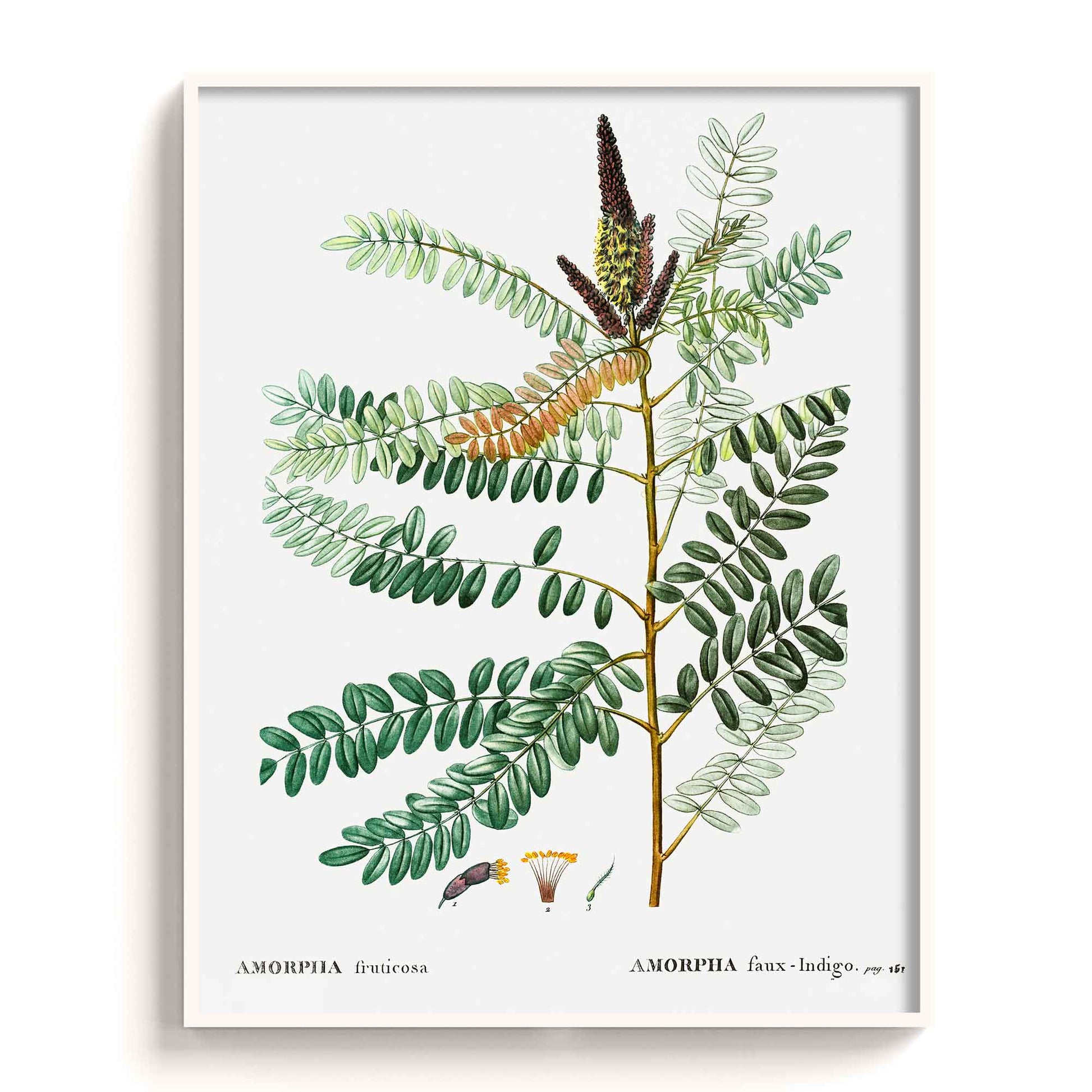 Botanicals - The Manify