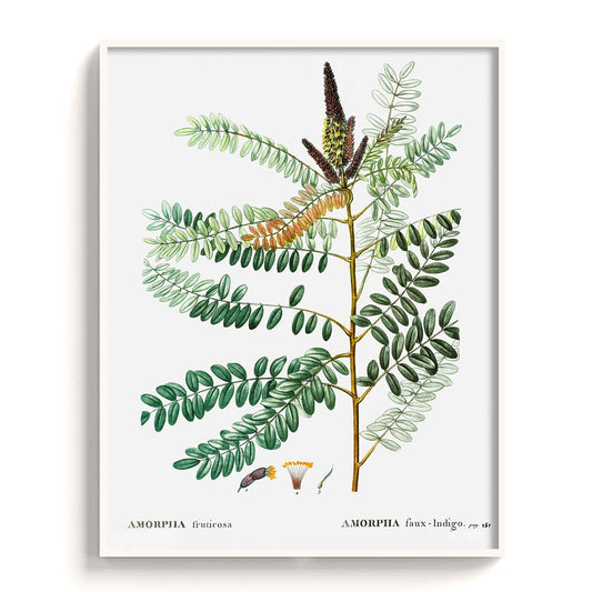 Botanicals - The Manify