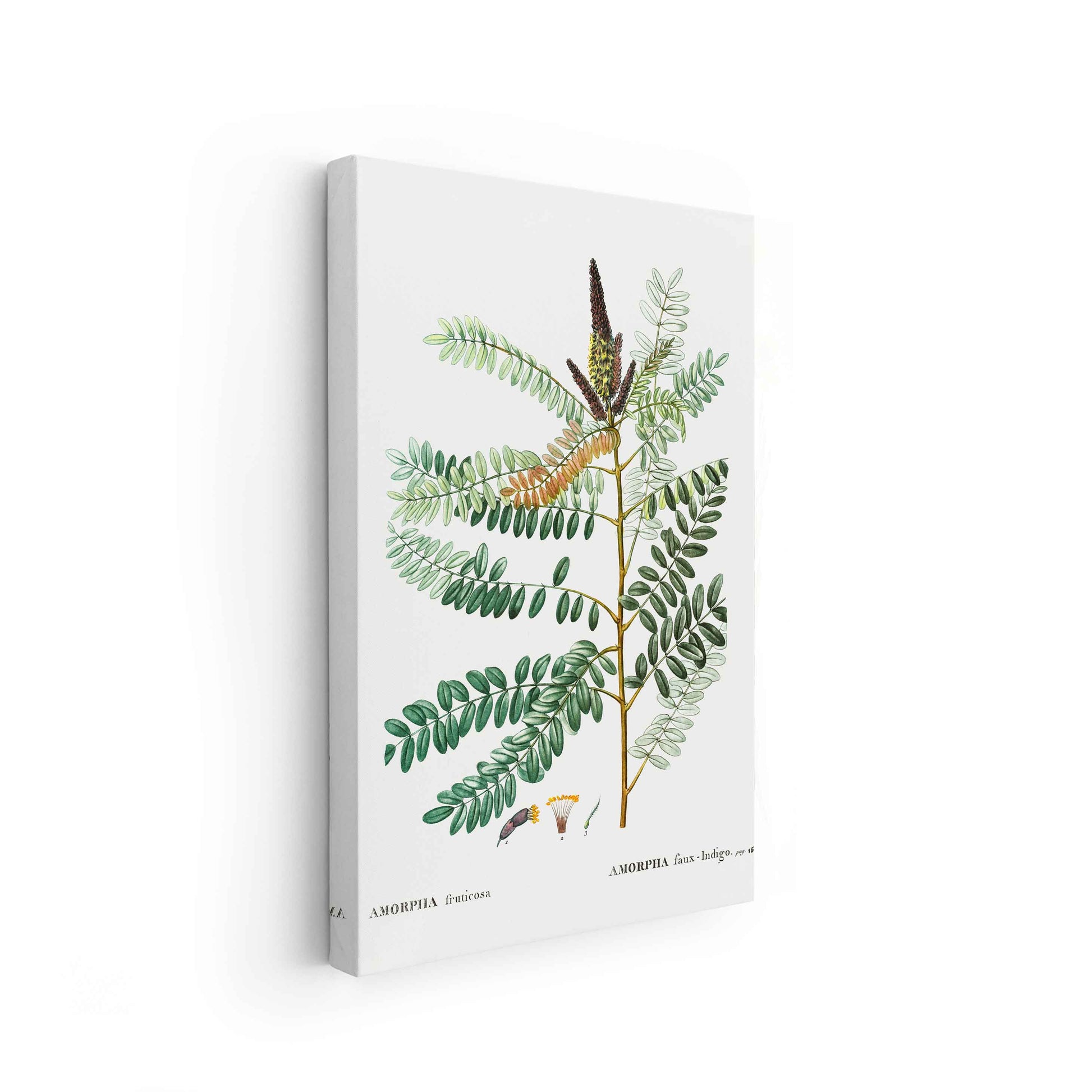 Botanicals - The Manify