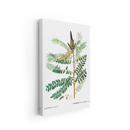Botanicals - The Manify