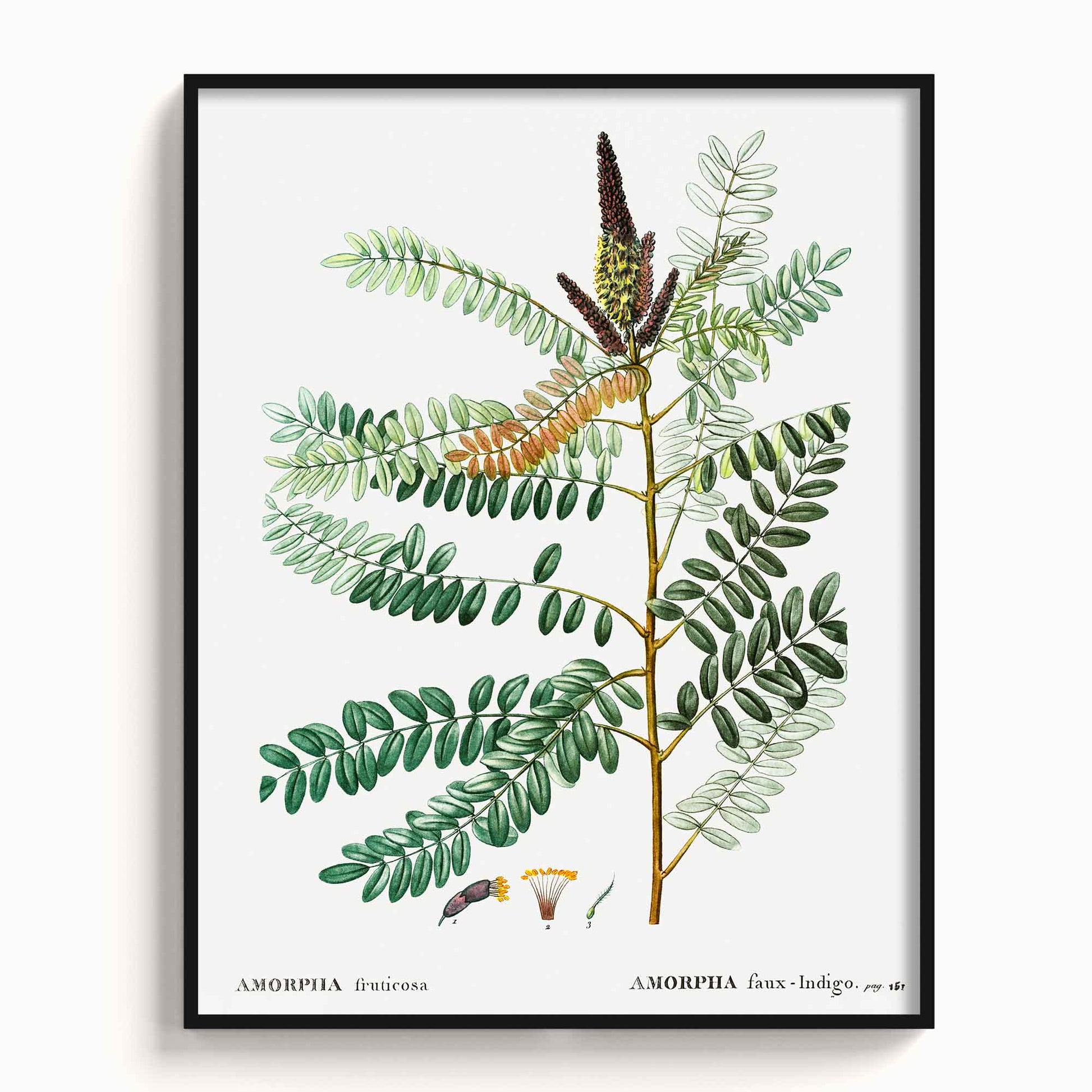 Botanicals - The Manify