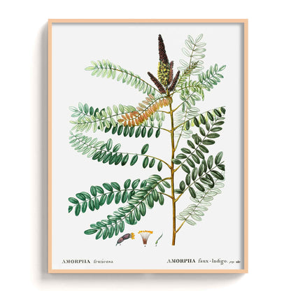Botanicals - The Manify