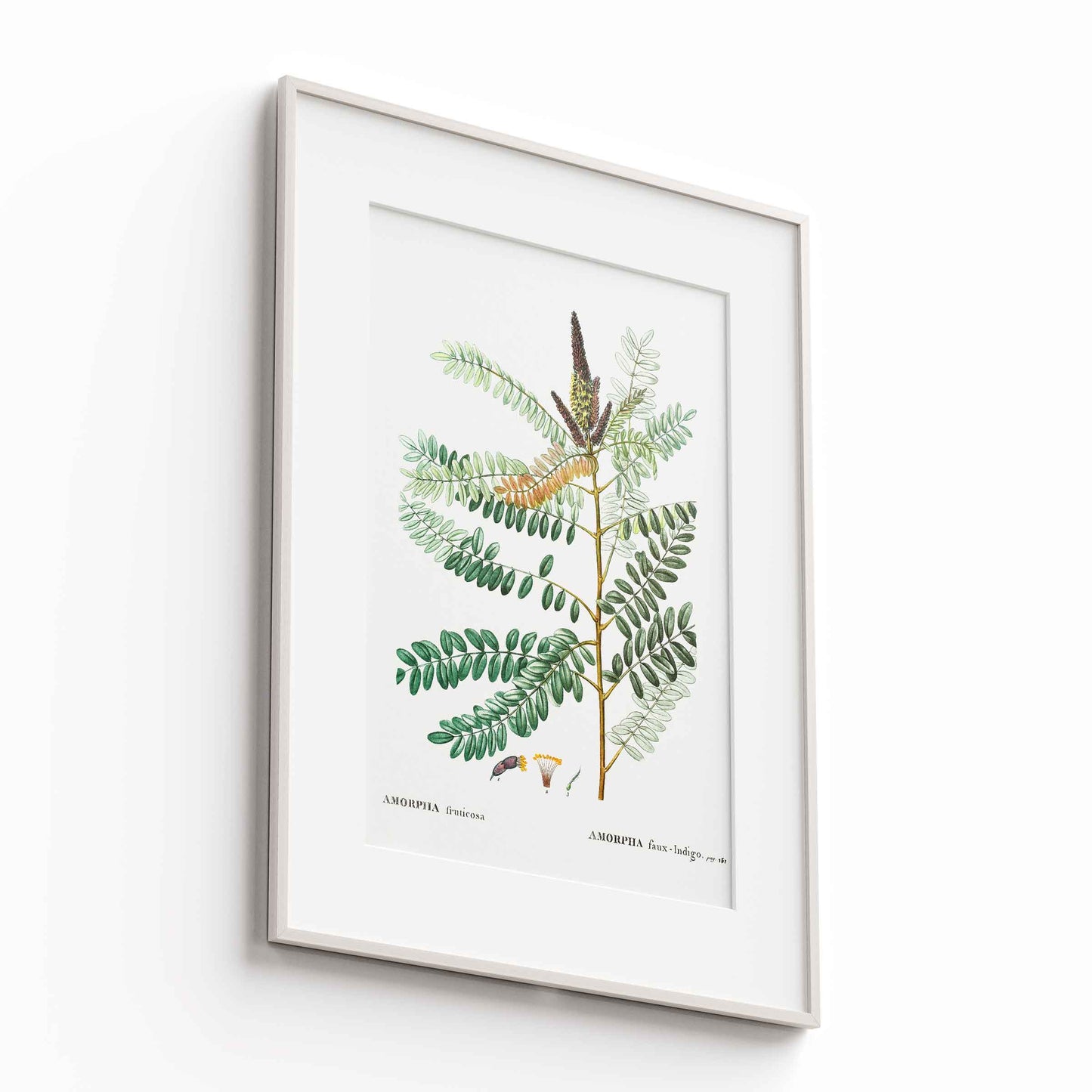 Botanicals - The Manify