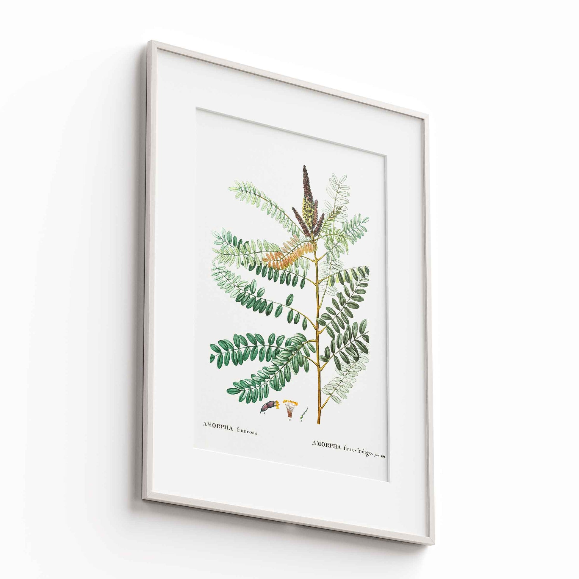 Botanicals - The Manify