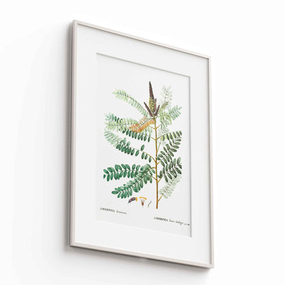 Botanicals - The Manify