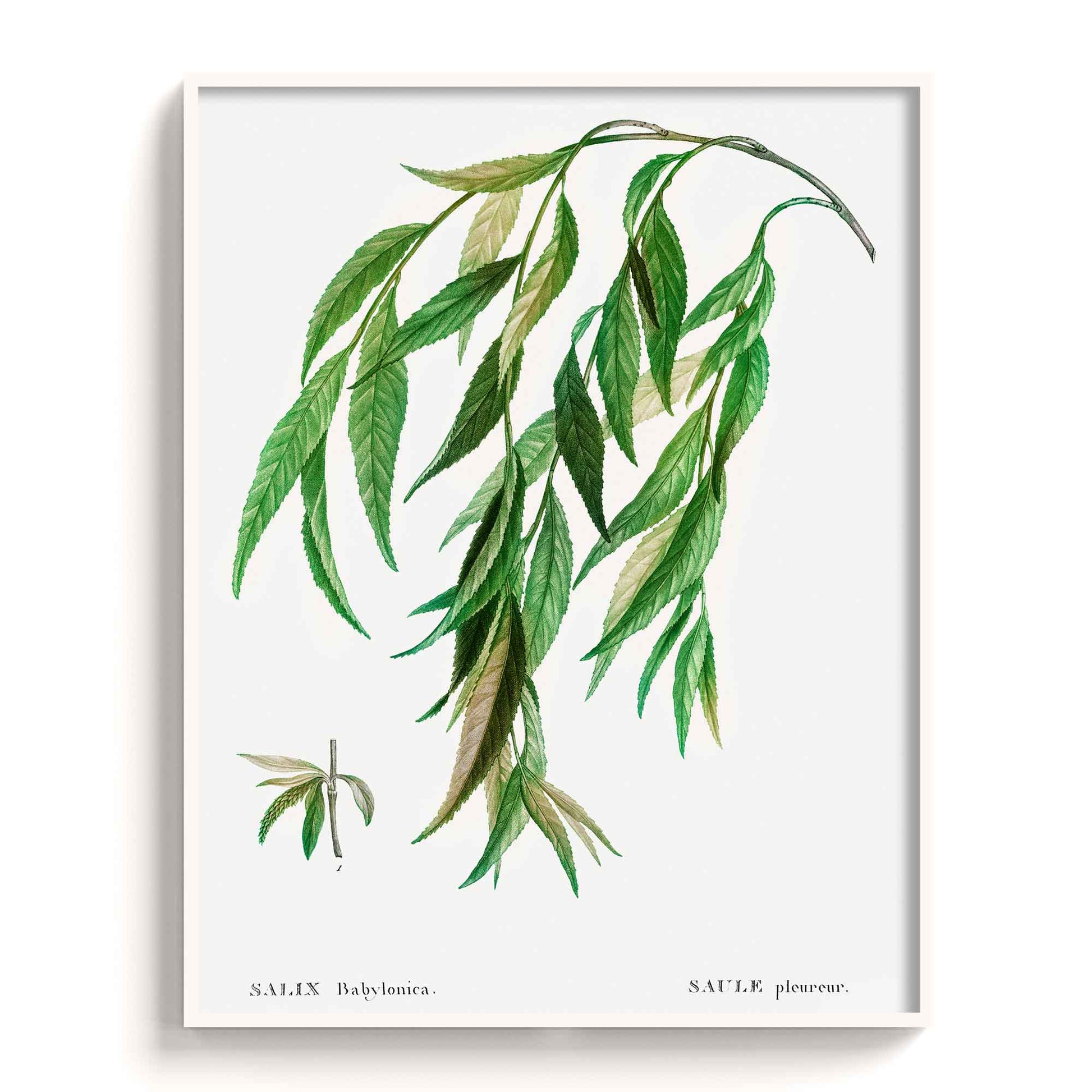 Botanicals - The Manify